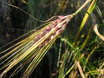 Voedwel, natuurlijk voedingsadvies, zwarte gerst